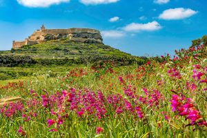 Field Gladiolus (Ħabb il-Qamħ)