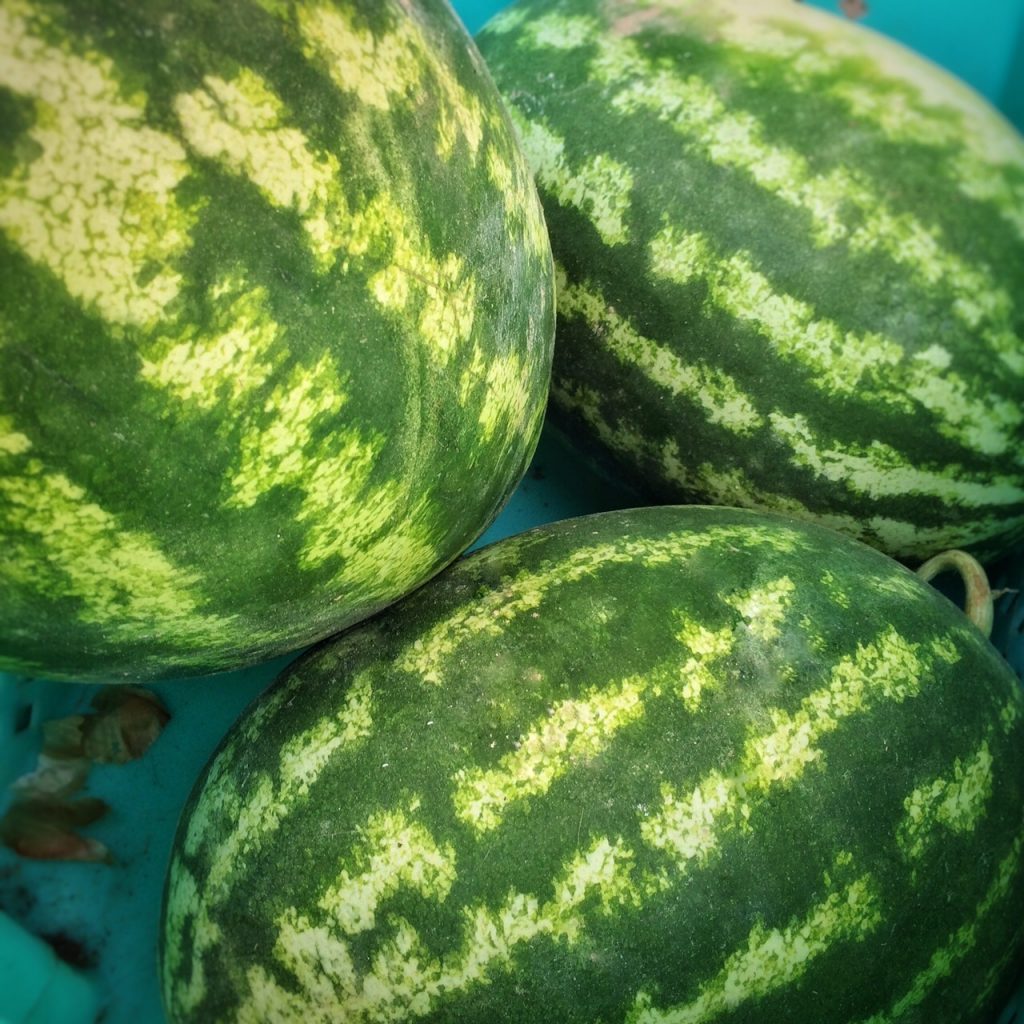 Watermelons, summer fruit