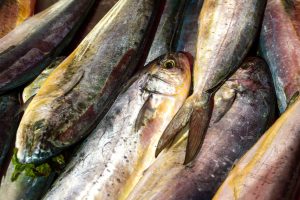Lampuki fish - the catch of the season