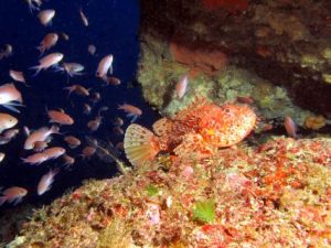 Blue-Hole-Chimney-Reef
