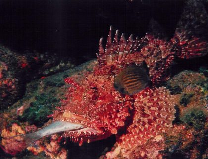 Cominotto-Reef-Gozo-Diving-1-420x320