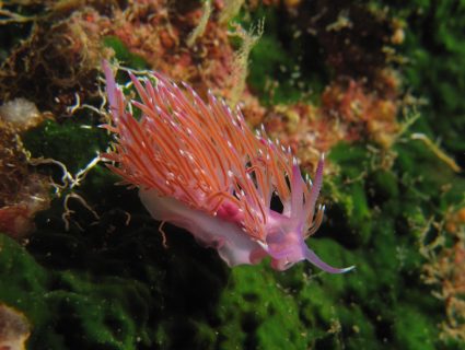 Cominotto-Reef-Gozo-Diving-4-425x320