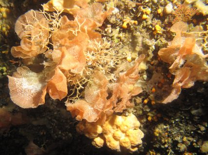 Coral-Cave-Gozo-Diving-1-427x320