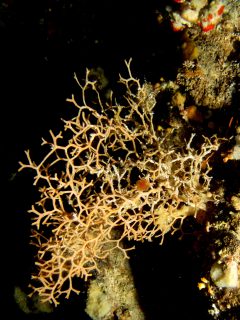 Coral-Cave-Gozo-Diving-3-240x320