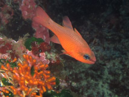Forna-Point-Gozo-Diving-3-427x320