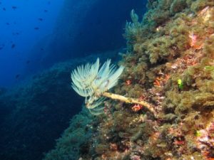 Fungus-Rock-Gozo-Diving