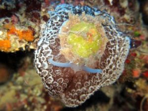 Lantern-Point-Gozo-Diving