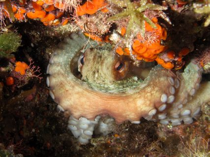 Xlendi-Cave-Reef-Gozo-Diving-3-427x320