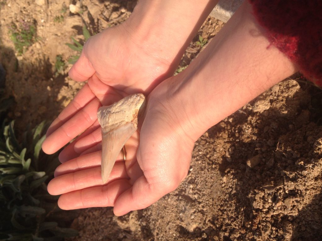 Fossils at Dwejra Gozo
