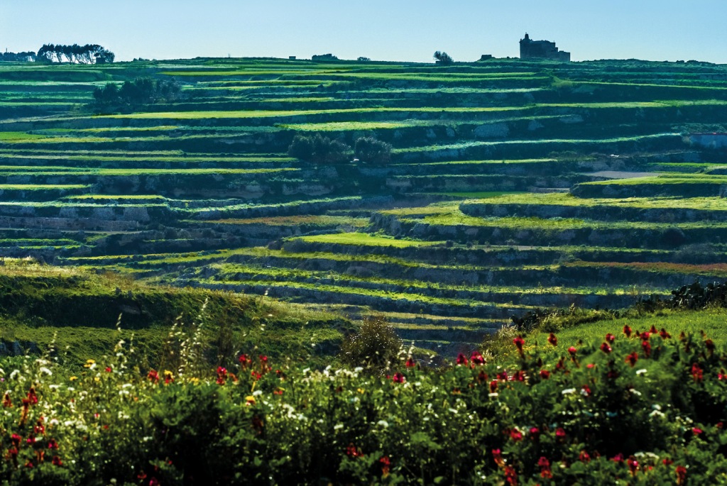 Green and Lush - Gozo's countryside in Spring